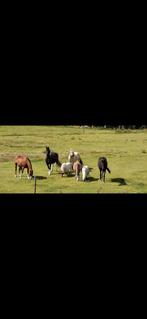 Plek vrij op onze open stal!, Dieren en Toebehoren, Stalling en Weidegang