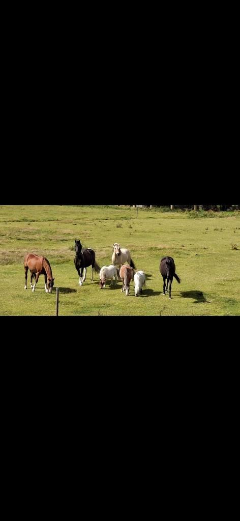 Plek vrij op onze open stal!, Dieren en Toebehoren, Stalling en Weidegang
