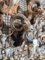 opgezet moeflon winkel borst preparaat hert taxidermie, Ophalen, Hert, Opgezet dier