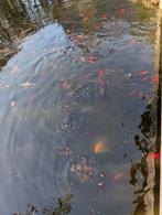 Vissen, Dieren en Toebehoren, Vissen | Vijvervissen