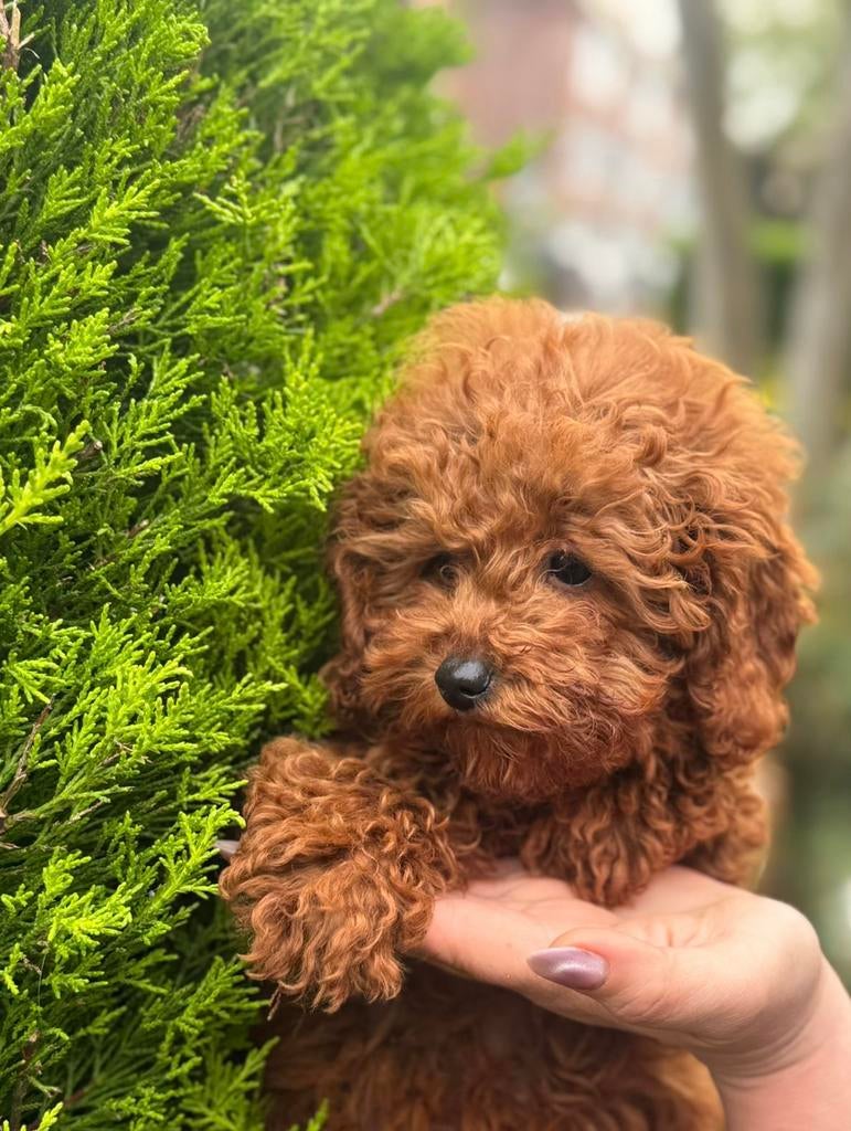 Toy poedel beertje gezicht, Dieren en Toebehoren, Honden | Chihuahua's en Gezelschapshonden, Poedel, Parvo, Reu, 8 tot 15 weken