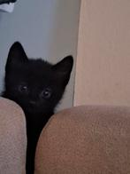 1 mooie kitten, Geslacht onbekend, Kortharig, 0 tot 2 jaar