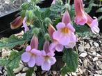 Rehmannia Bright Caroline – Chinees vingerhoedskruid, Tuin en Terras, Volle zon, Vaste plant, Zomer, Ophalen