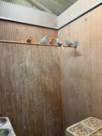 Diamant duiven doffers 3x 2025, Vrouwelijk