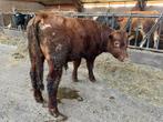 Red angus ( dek ) stier te koop, Mannelijk