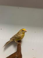 1-0 mex roodmus phaeo, Mannelijk, Tropenvogel