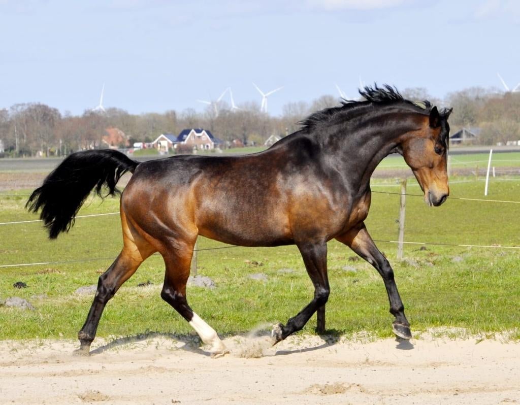 Talentvolle eerlijke KWPN merrie, Dieren en Toebehoren, Paarden, Merrie, 165 tot 170 cm, 11 jaar of ouder, Springpaard, Met stamboom