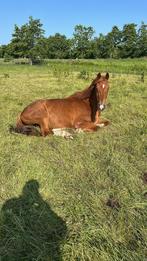 Stevig gebouwd paard vos ruin 165 allround, Dieren en Toebehoren, Ruin, Niet van toepassing, Gechipt, 11 jaar of ouder