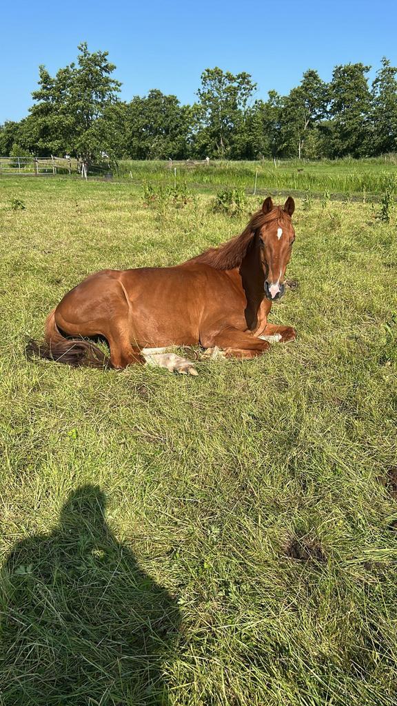 Stevig gebouwd paard vos ruin 165 allround, Dieren en Toebehoren, Paarden, Ruin, Niet van toepassing, 165 tot 170 cm, 11 jaar of ouder