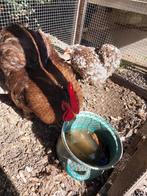 cochin kriel, Dieren en Toebehoren, Meerdere dieren, Kip