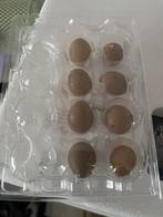 Chinese dwerg kwartel broedeieren te koop en jonge kwartels, Geslacht onbekend, Overige soorten