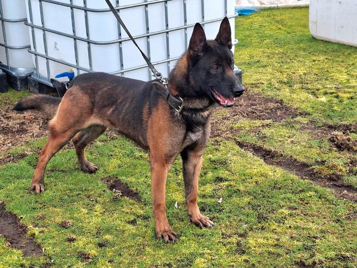 MECHELAAR REU ter dekking  mechelse herder, Dieren en Toebehoren, Honden | Herdershonden en Veedrijvers, Reu, Herder, Fokker | Professioneel