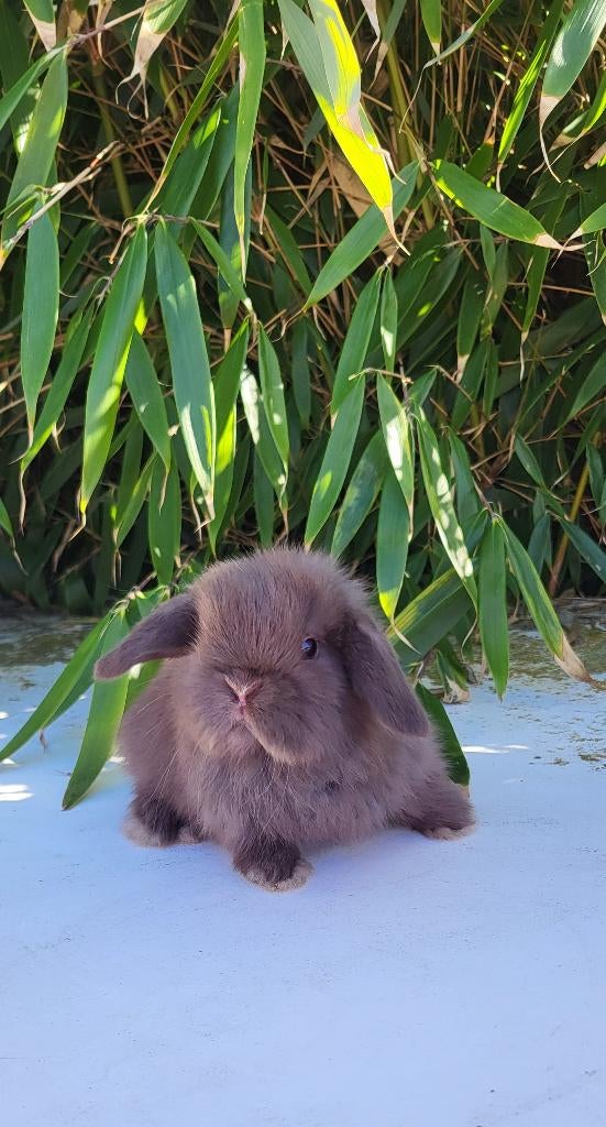 Mooie baby mini lop konijntjes, Dieren en Toebehoren, Vrouwelijk, Klein, Hangoor, 0 tot 2 jaar
