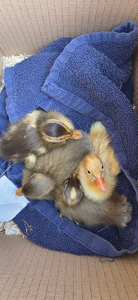 Indische loopeend pulletjes, Dieren en Toebehoren, Pluimvee, Geslacht onbekend, Eend