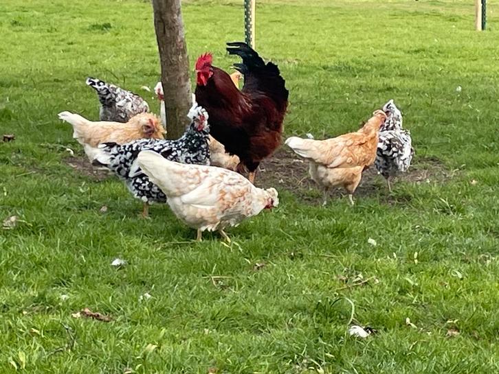 Kippen en een haan te koop, Dieren en Toebehoren, Pluimvee, Kip, Vrouwelijk