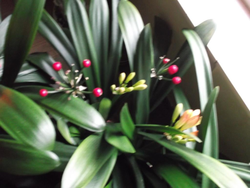 te koop: bloeiende clivia, Huis en Inrichting, Ophalen, Overige soorten, Halfschaduw, In pot