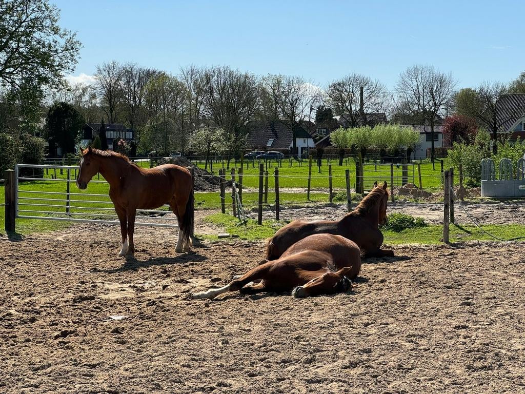 Pensionstal beschikbaar in Soest, Ruin, Recreatiepaard