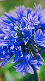 AGAPHANTUS, Tuin en Terras, Ophalen, Volle zon