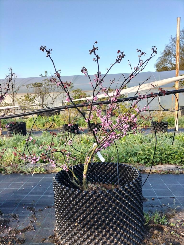 Cercis canadensis/ Judasboom, Tuin en Terras, Ophalen, Halfschaduw, Overige soorten, Lente