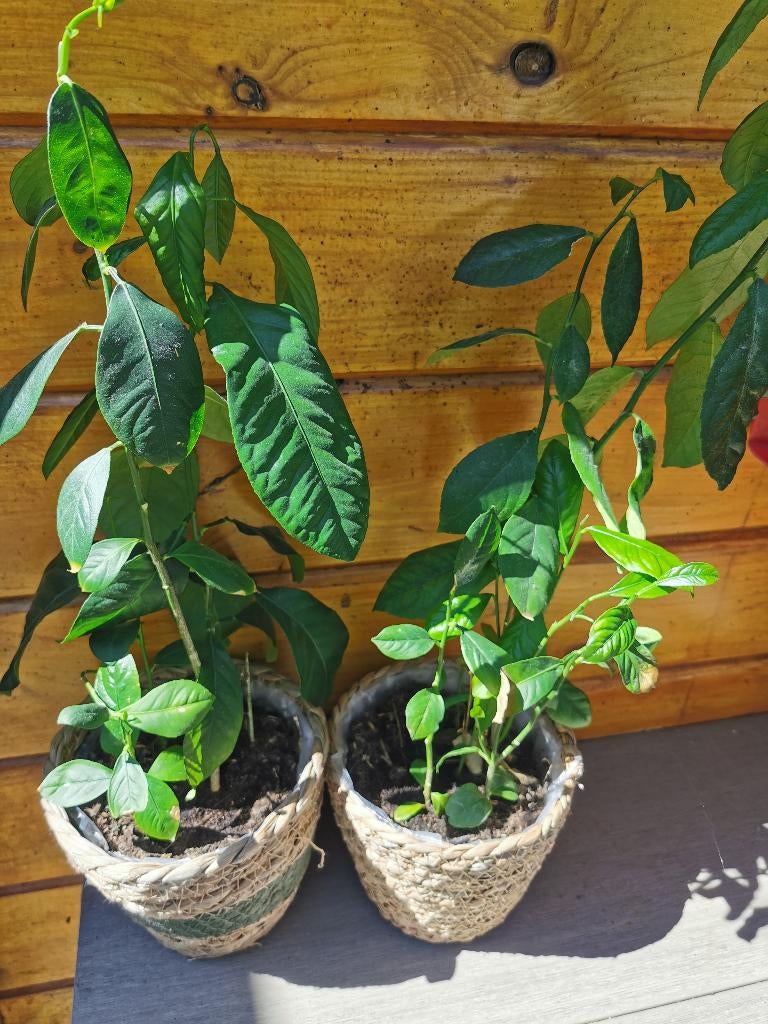 2 Citroen planten, Tuin en Terras, Planten | Tuinplanten, Ophalen of Verzenden, Vaste plant, Overige soorten, Volle zon