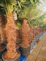 Palmboom/ palmbomen, Tuin en Terras, Planten | Bomen, Lente, 250 tot 400 cm, Palmboom, Ophalen
