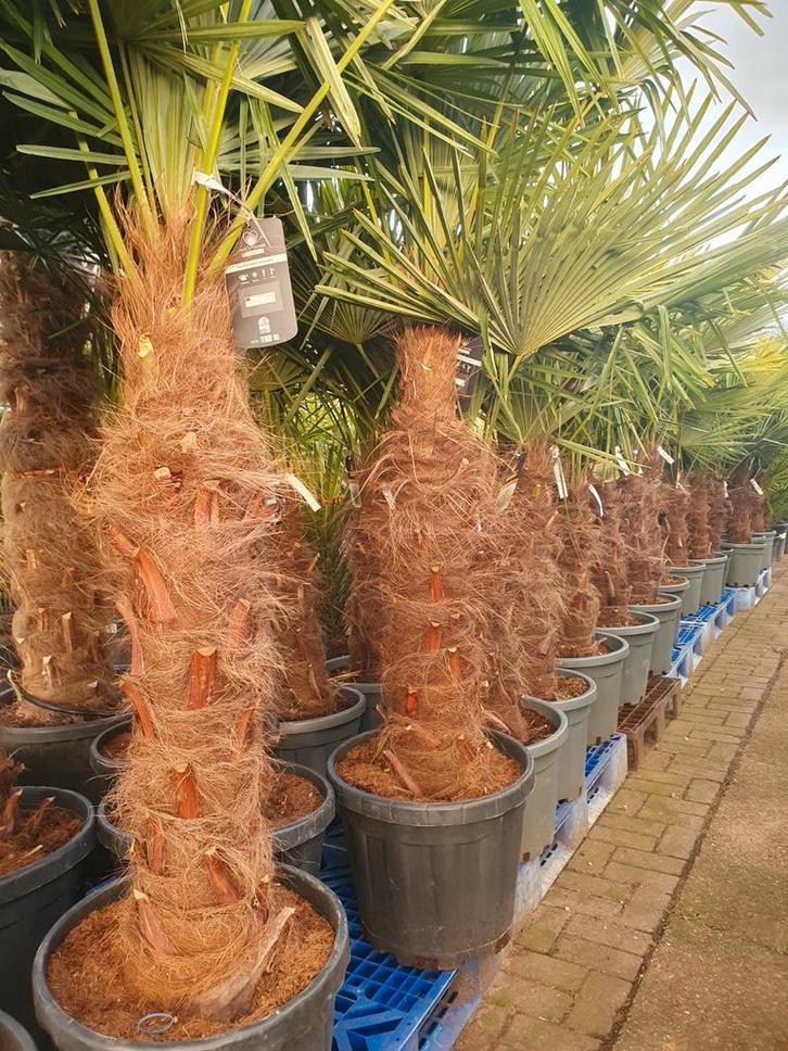 Palmboom/ palmbomen, Tuin en Terras, Planten | Bomen, Palmboom, 250 tot 400 cm, Volle zon, Lente, In pot, Ophalen