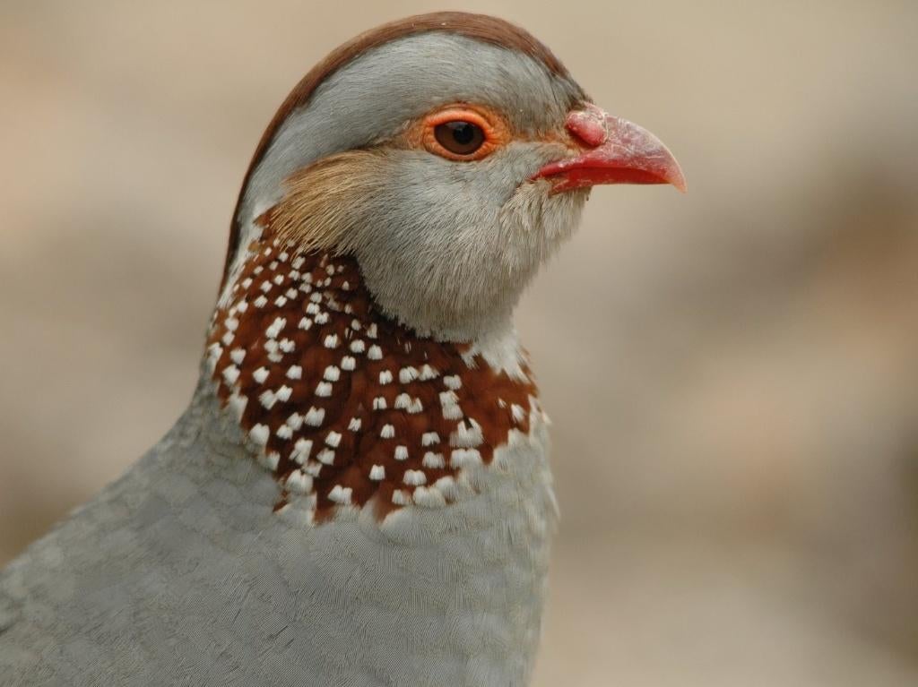 Verschillende patrijzen | Passend advies, Dieren en Toebehoren, Meerdere dieren, Overige soorten