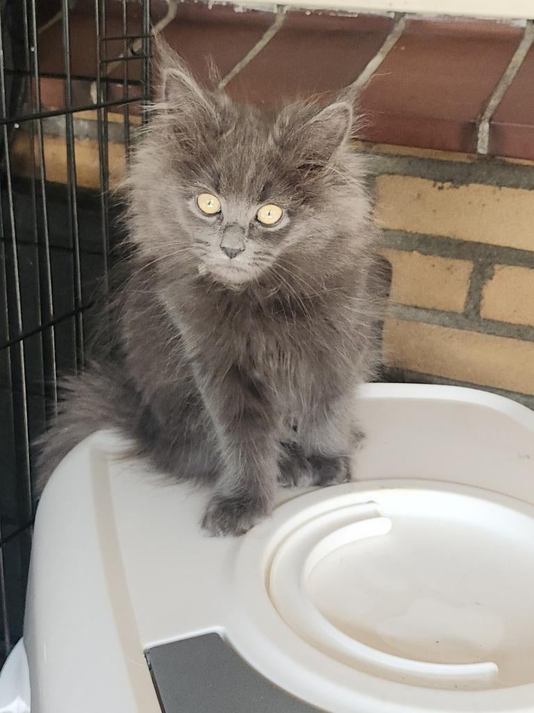 4  Maine Coon Kittens | Mogen vandaag al verhuizen, Meerdere dieren, Ontwormd, 0 tot 2 jaar