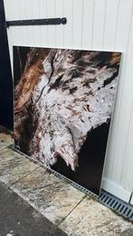 Grote foto op canvas van boomstam, Ophalen