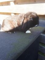 Te koop minilop konijn voedster, Dieren en Toebehoren, Konijnen, Mannelijk, Dwerg