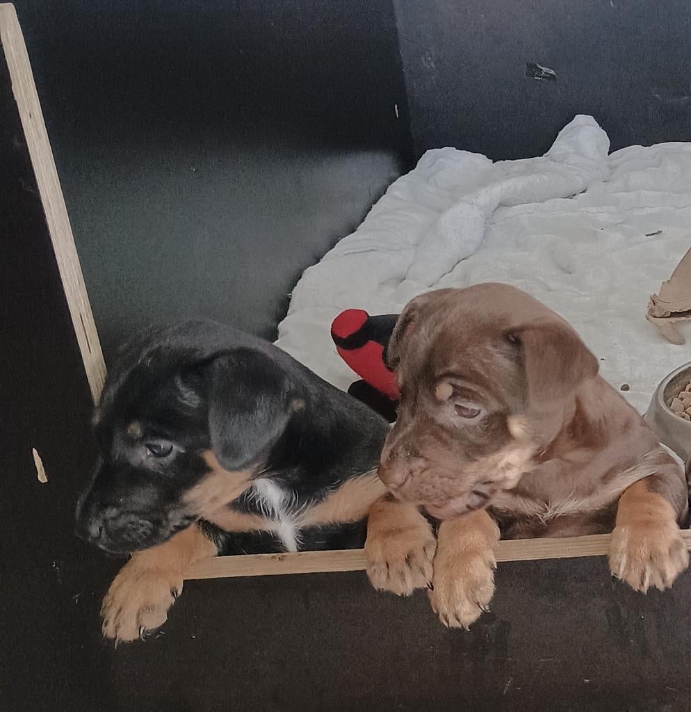 2 Heel knappe Jack Russel Reutjes beschikbaar🐾🐾, Dieren en Toebehoren, Honden | Jack Russells en Terriërs, Jack Russell Terriër