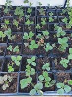 Aardbeien stekjes, Ophalen, Vaste plant, Groenteplanten, Volle zon