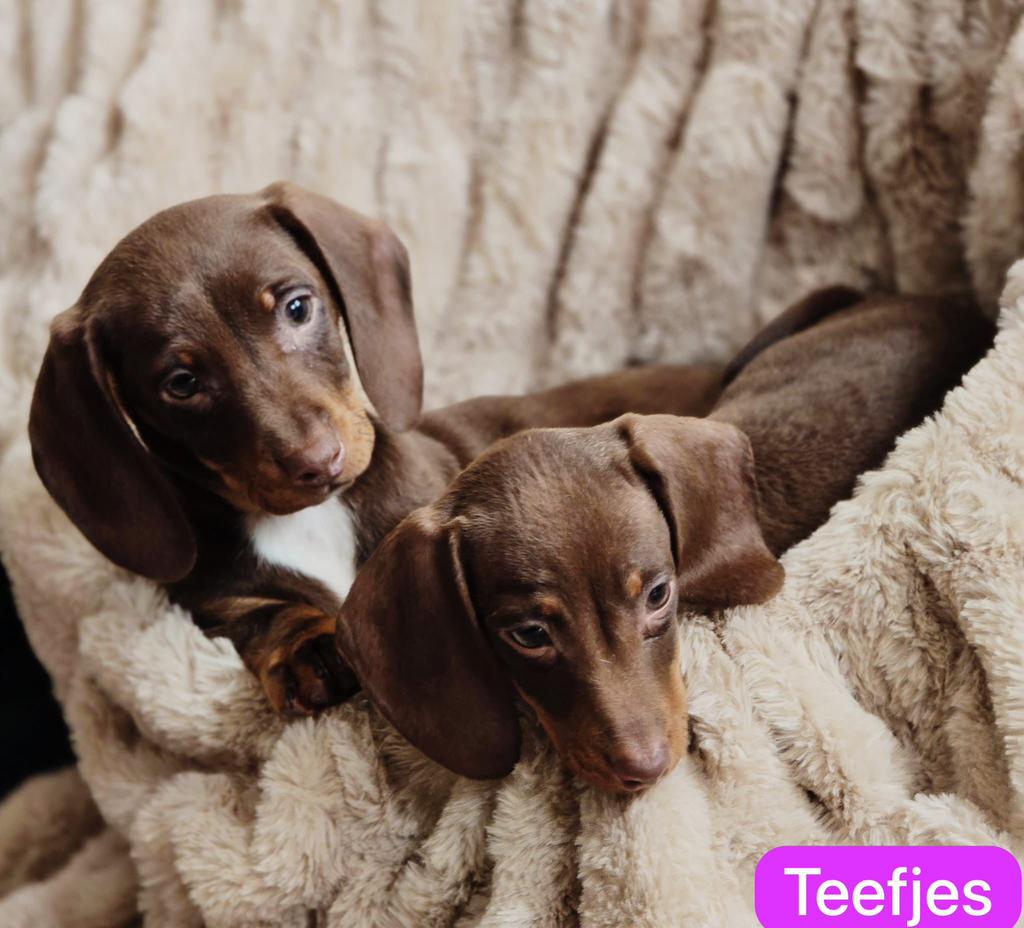Lieve teckel pups zoeken warm mandje, 8 tot 15 weken, CDV (hondenziekte), Korthaar, Dwerg