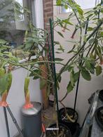 Brugmansia Artus x Orange Diamond - Ongewortelde stekken, Ophalen of Verzenden, Zomer, Eenjarig, Halfschaduw