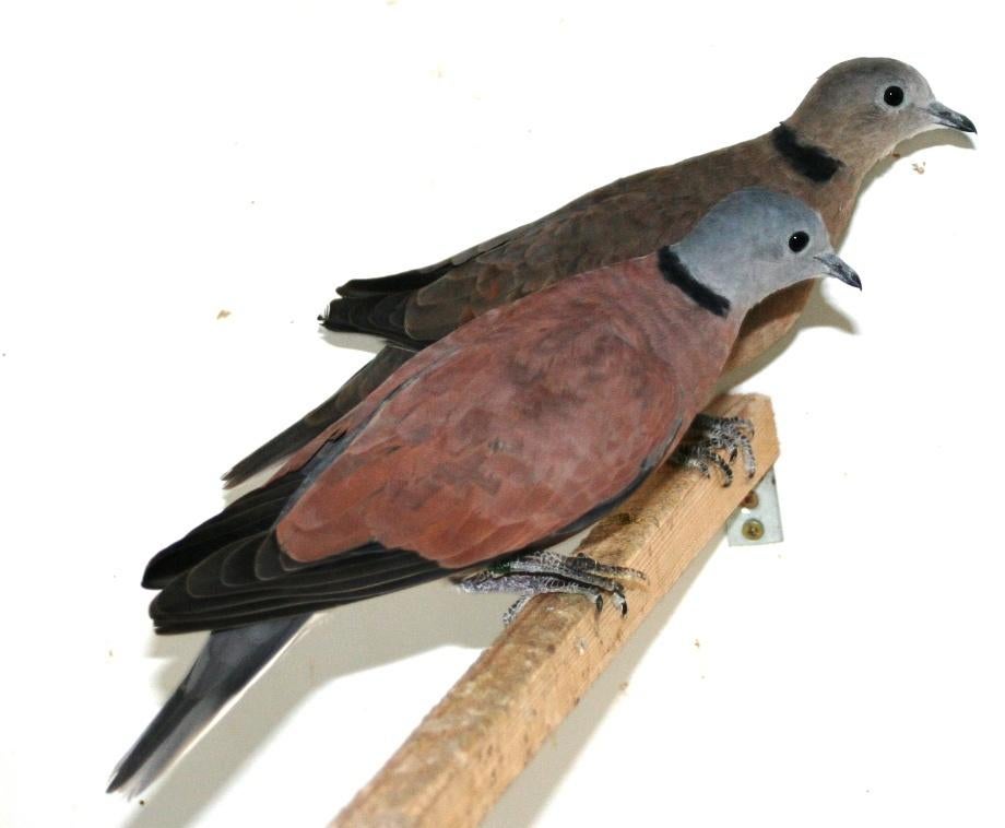 Birmatortel beschikbaar, Meerdere dieren, Tropenvogel, Geringd