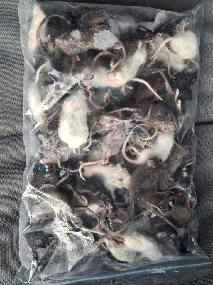 Diepvries muizen, ratten, hamsters en degoes voor reptielen, Ophalen of Verzenden, Nieuw, Overige typen