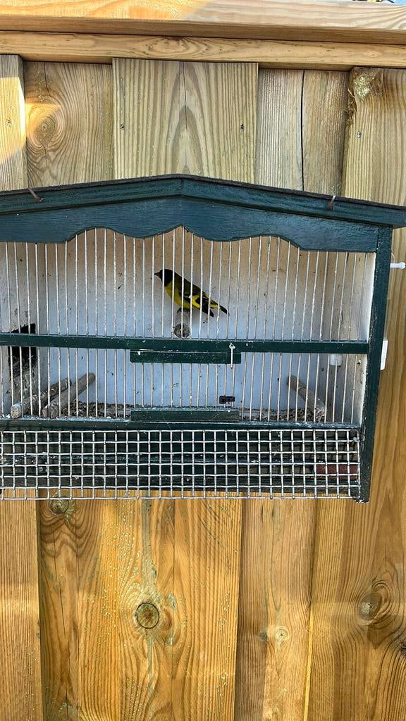 Mooie zwarkopsijs man. Van 2025. Geringd, Dieren en Toebehoren, Vogels | Overige Vogels, Mannelijk, Geringd