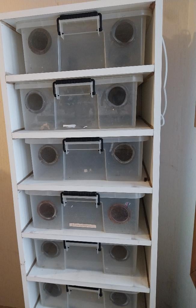 2 racks met curvers te koop, Ophalen, Gebruikt, Terrarium of Paludarium