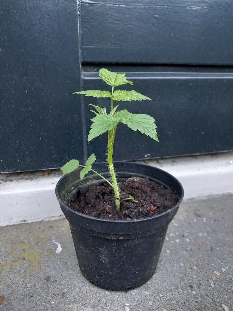 Framboos-rose en Ijzerhard, Ophalen, Overige soorten, Volle zon