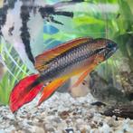 Apistogramma agassizi, Vis