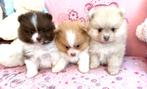 Te reserveren bear face pomeranian pomeriaan, Parvo, 8 tot 15 weken, Meerdere, Nederland