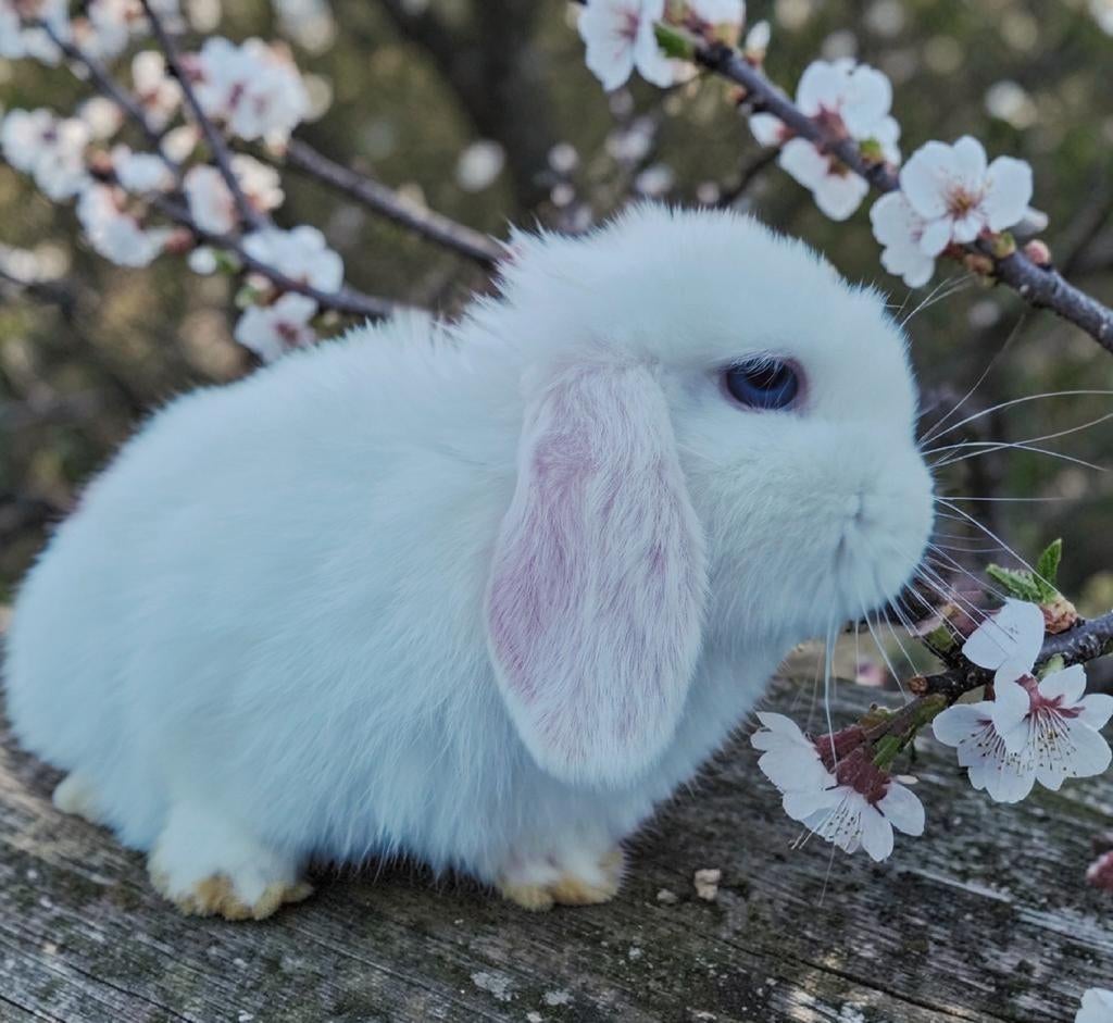 Mini Lop/ Rex hangoordwerg konijntjes gevaccineerd, Dieren en Toebehoren, Konijnen, Meerdere dieren, Klein, Hangoor, 0 tot 2 jaar