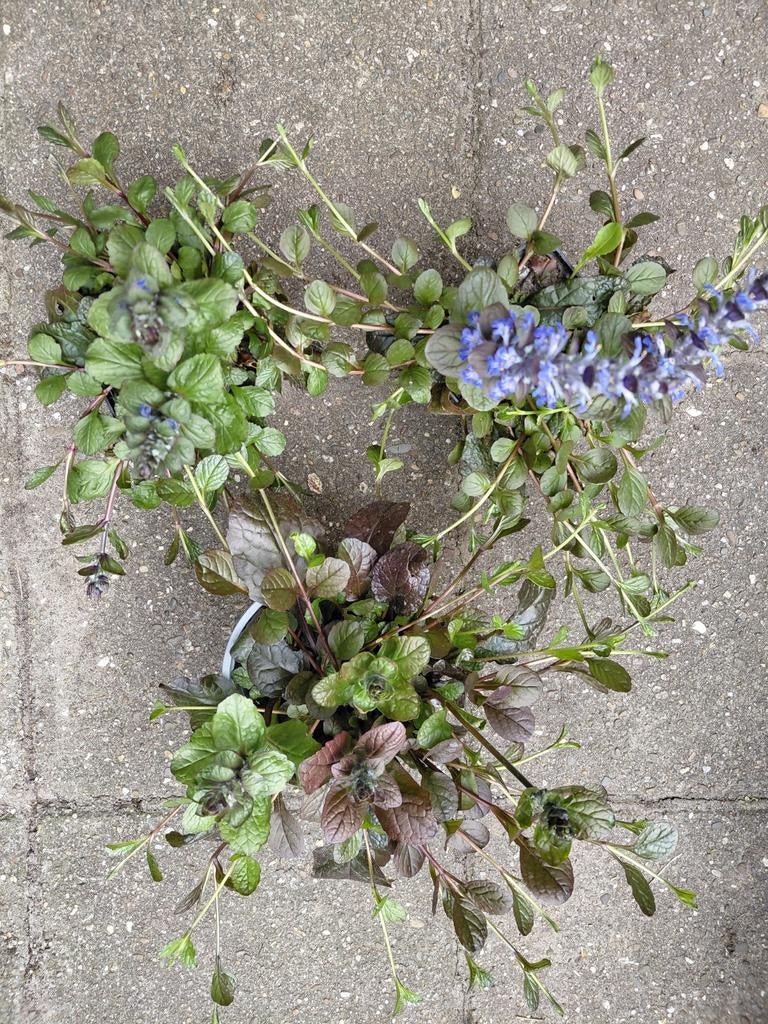 Kruipend zenegroen, Tuin en Terras, Planten | Tuinplanten, Ophalen