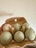 Verse eenden eieren van eigen erf, Ophalen