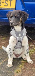 Hondentuig mt S EXPLOR Ultimate fit, Ophalen of Verzenden, Zo goed als nieuw