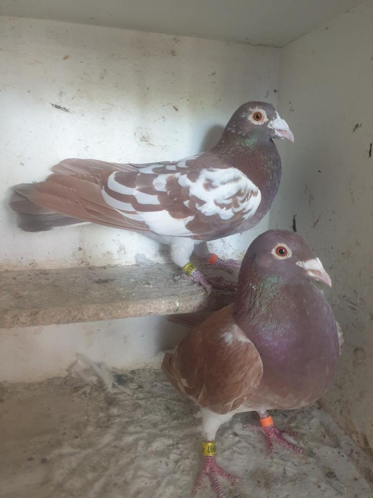 Postduiven, Meerdere dieren, Postduif