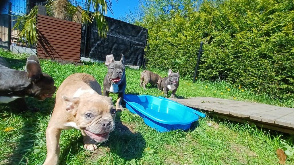 Franse bulldog pups *blue merle isabel blue tan*, Particulier, 15 weken tot 1 jaar, Buitenland, Parvo