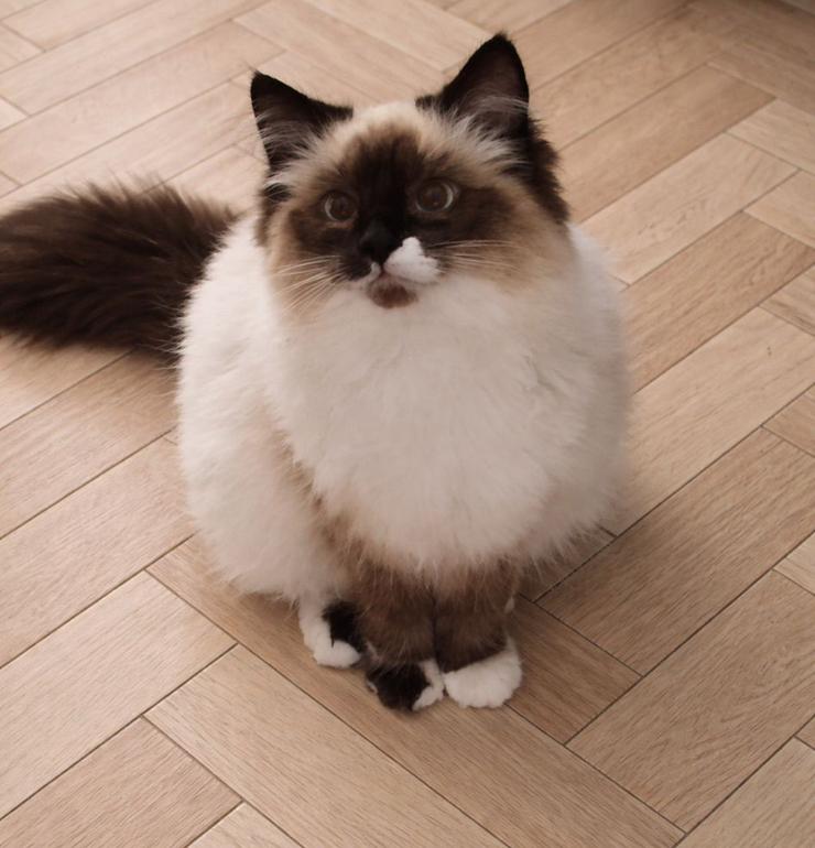 Ragdoll aangeboden., Dieren en Toebehoren, Katten en Kittens | Raskatten | Langhaar, Poes, Gechipt