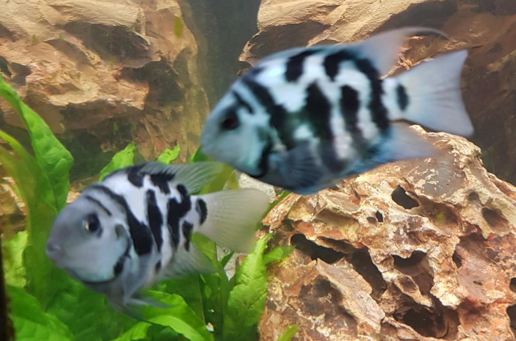 Mooie Blue Tiger Papegaai vissen., Dieren en Toebehoren, Vis, Zoetwatervis