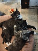 Halve britse korthaar, Dieren en Toebehoren, Katten en Kittens | Raskatten | Korthaar, Poes, Ontwormd